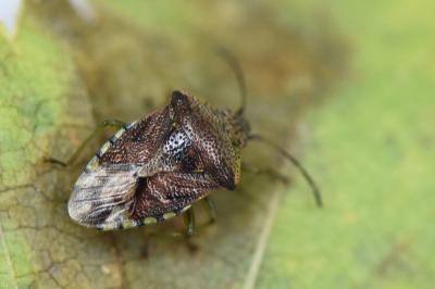 <i>Elasmucha grisea</i>