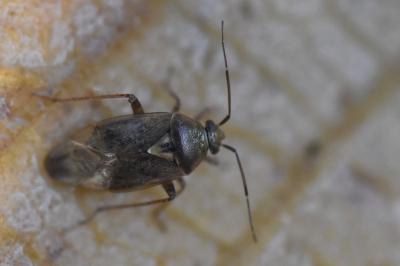 <i>Lygus rugulipennis</i>