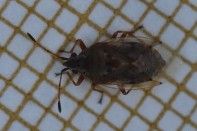 <i>Kleidocerys resedae</i>