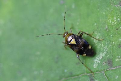 <i>Liocoris tripustulatus</i>