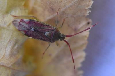 <i>Pantilius tunicatus</i>