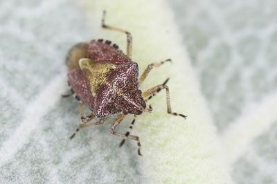 <i>Dolycoris baccarum</i>