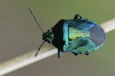<i>Zicrona caerulea</i>