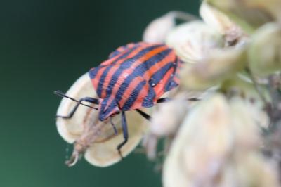 <i>Graphosoma italicum</i>