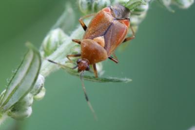 <i>Deraeocoris ruber</i>