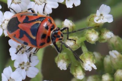 <i>Eurydema ornata</i>