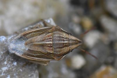 <i>Aelia acuminata</i>