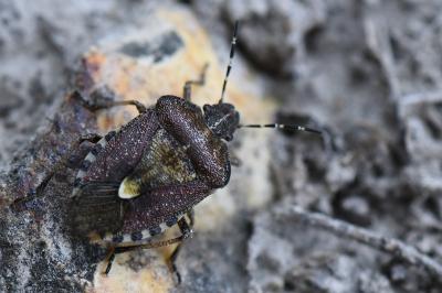 <i>Dolycoris baccarum</i>