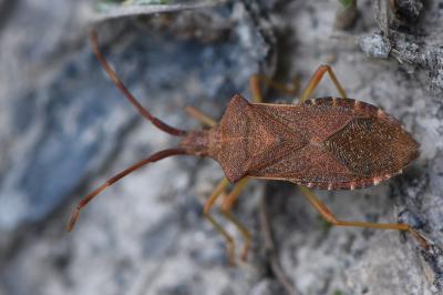 <i>Gonocerus acuteangulatus</i>