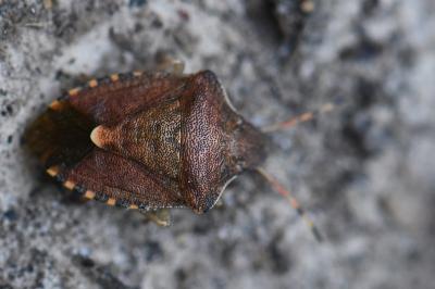 <i>Peribalus strictus</i>