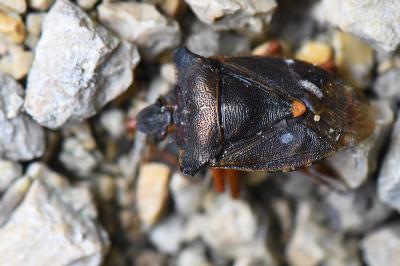 Pentatoma rufipes