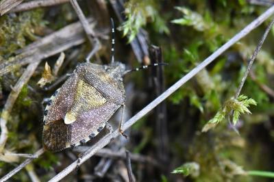 <i>Dolycoris baccarum</i>