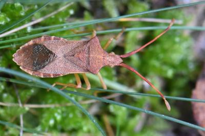 <i>Gonocerus acuteangulatus</i>