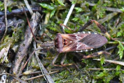 <i>Leptoglossus occidentalis</i>