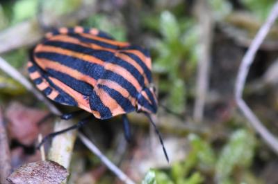 <i>Graphosoma italicum</i>