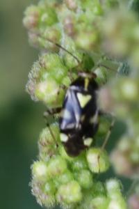 <i>Liocoris tripustulatus</i>