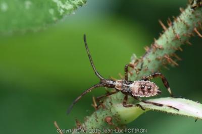 <i>Leptoglossus occidentalis</i>