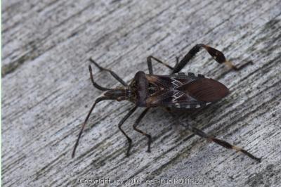 <i>Leptoglossus occidentalis</i>