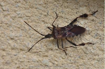 <i>Leptoglossus occidentalis</i>