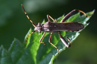 <i>Camptopus lateralis</i>