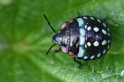 Nezara viridula