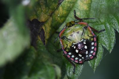 <i>Nezara viridula</i>