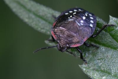<i>Nezara viridula</i>