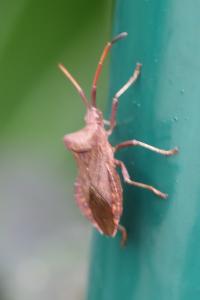 <i>Coreus marginatus</i>