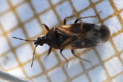 <i>Anthocoris nemoralis</i>