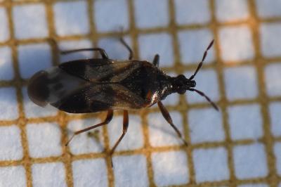 <i>Anthocoris nemoralis</i>