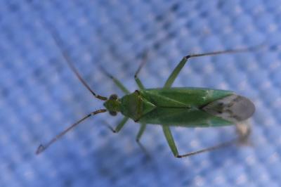 <i>Blepharidopterus angulatus</i>