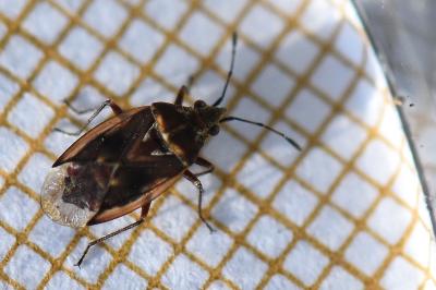 <i>Kleidocerys resedae</i>
