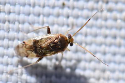 <i>Pinalitus cervinus</i>
