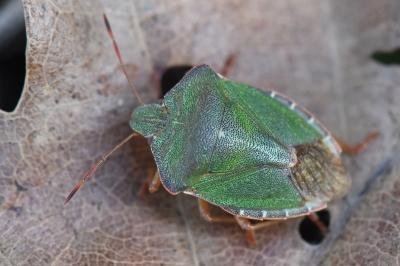 <i>Palomena prasina</i>