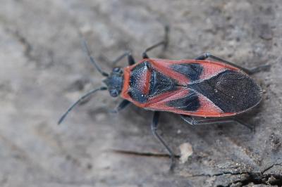 <i>Arocatus roeselii</i>