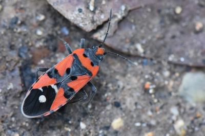 <i>Lygaeus equestris</i>