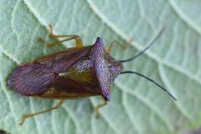 <i>Acanthosoma haemorrhoidale</i>