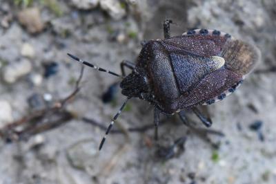 <i>Dolycoris baccarum</i>