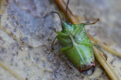 <i>Elasmostethus interstinctus</i>