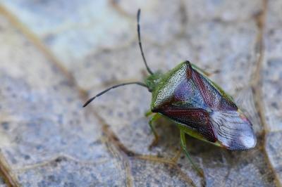 <i>Elasmostethus interstinctus</i>