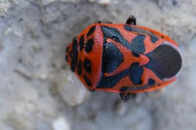 <i>Eurydema ornata</i>