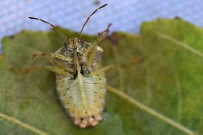 <i>Elasmucha grisea</i>