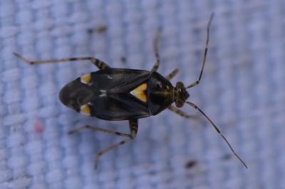 <i>Liocoris tripustulatus</i>