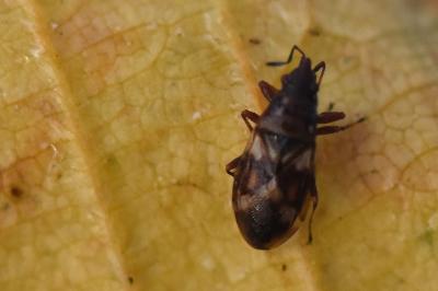 <i>Oxycarenus modestus</i>
