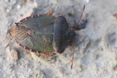 <i>Palomena prasina</i>