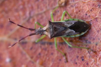 <i>Gonocerus juniperi</i>