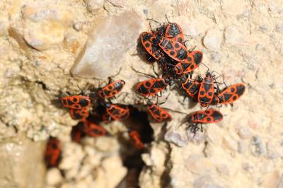 <i>Pyrrhocoris apterus</i>