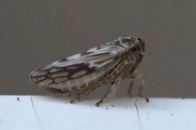 <i>Agallia consobrina</i>