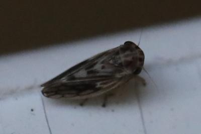 <i>Agallia consobrina</i>