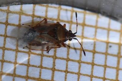 <i>Kleidocerys resedae</i>